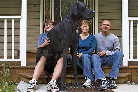 Photos: Zeus, the World's Tallest Dog | World's tallest dog, Worlds ...