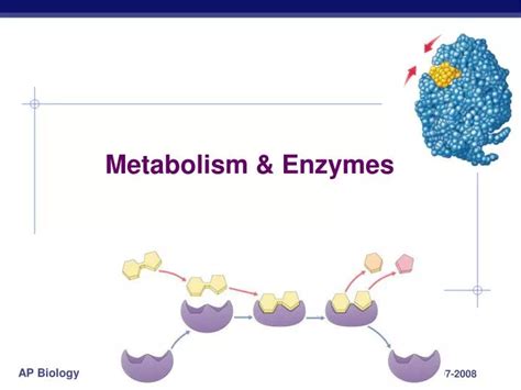 PPT - Metabolism & Enzymes PowerPoint Presentation, free download - ID:2065550