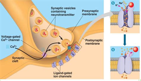 Synaptic Cleft Diagram Diagram | Quizlet