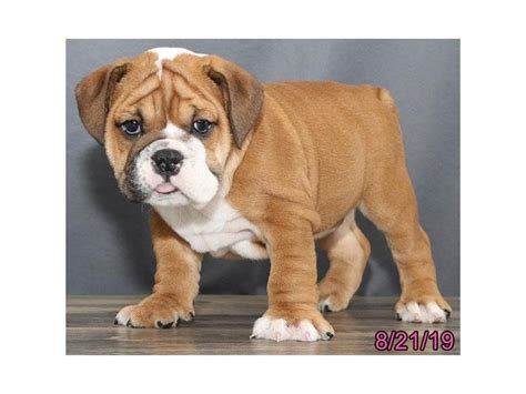 English Bulldog-DOG-Male-Red / White-2439344-Petland Lewis Center