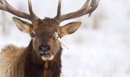 Bull elk photographed with broken antler in head - Montana Hunting and ...