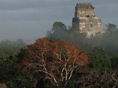 Tikal, like most of the other Maya city-states, was abandoned and the jungle began to encroach ...