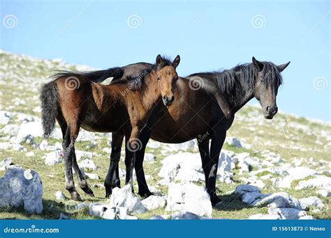 Horse and colt stock image. Image of breed, domestic - 15613873