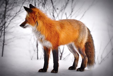 Fox Animal Snow Red - Free photo on Pixabay