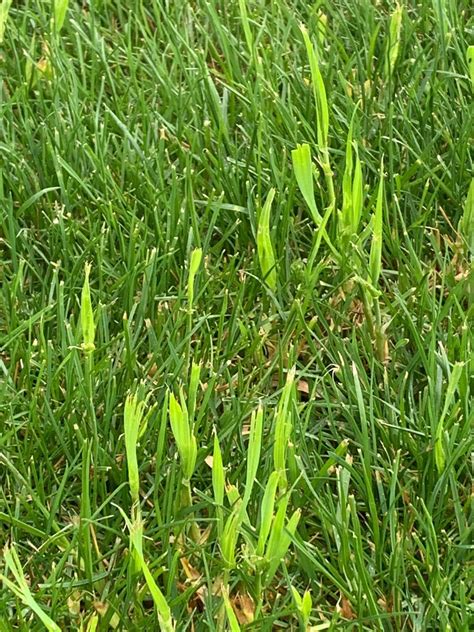 Can anyone identify these grass blades : lawncare