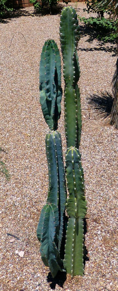 Growing Apple Cactus: Cereus repandus