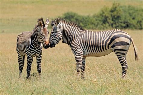 Hartmanns Mountain Zebras in Natural Habitat Stock Image - Image of ...