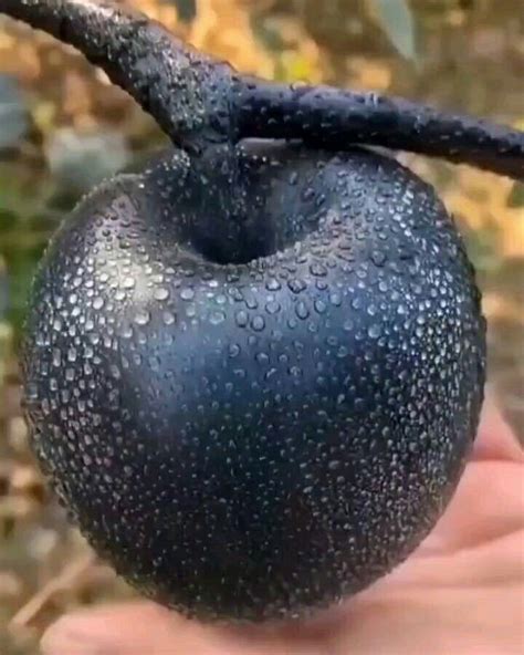 Black Apple♥️ | Beautiful fruits, Unique vegetables, Vegetables photography