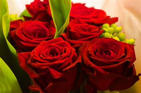 Red Rose - Valentine's Day Free Stock Photo - Public Domain Pictures