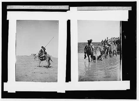 HOLY LAND CHARACTERS, etc, Bedouin warrior making his camel -- 1920s Old Photo EUR 6,19 ...