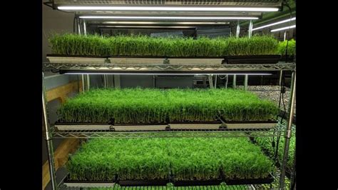 Professional Microgreens Setup - YouTube | Microgreens, Diy greenhouse ...