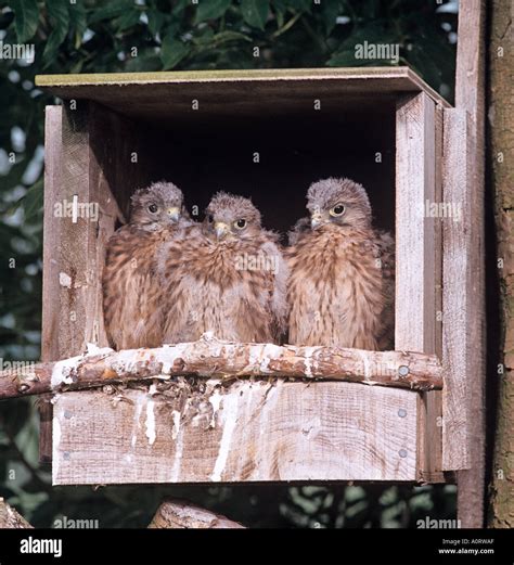 Kestrel Falco tinnunculus young in nesting box Stock Photo - Alamy