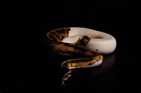 Pied ball python tongue flick Photograph by Kevin Batchelor Photography | Fine Art America