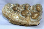 Platybelodon Tooth Fossil