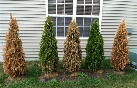 Save Brown Arborvitae Trees In Summer - EmbraceGardening