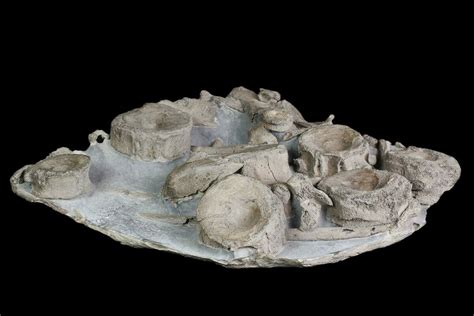 12" Cluster Of Ichthyosaurus Vertebrae & Ribs - Whitby, England (#92589) For Sale - FossilEra.com