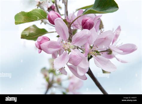 Pink apple blossom Stock Photo - Alamy