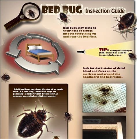 Bed Bug Inspection Guide (infographic)