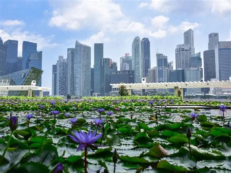 Singapore: The “Little Red Dot” That’s Nearly 50% Green