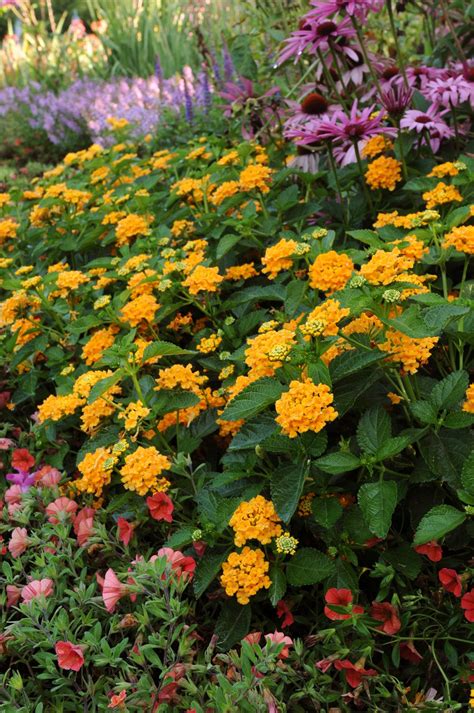 Lantana Landmark Gold by Ball Flora - Year of the Lantana - National Garden Bureau Cottage ...