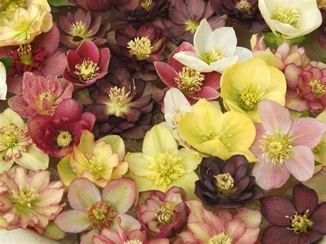 Winter Color: Hollies, Hellebores, and Hamamelis