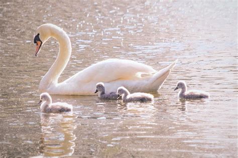 Mama Swan and Her Babies - Mute Swan Photograph by Mary Ann Artz - Pixels