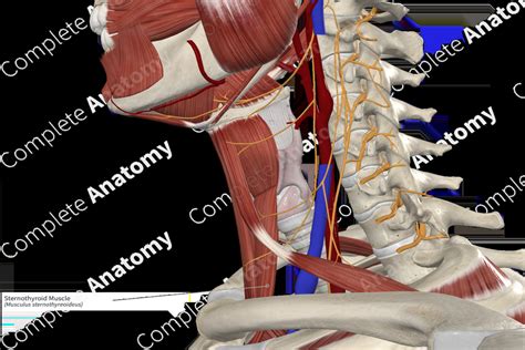 Sternothyroid Muscle | Complete Anatomy