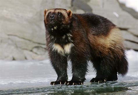 North American Wolverine | Species Conservation