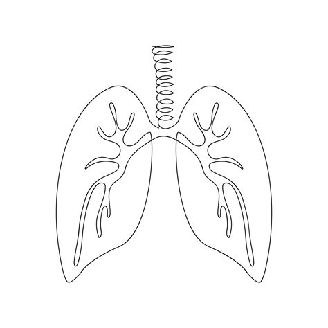 Lungs drawn by one line. Human organ sketch. Continuous line drawing ...