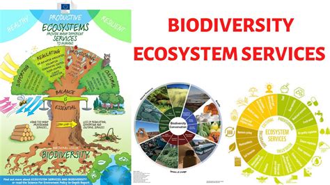 Biodiversity Ecosystems