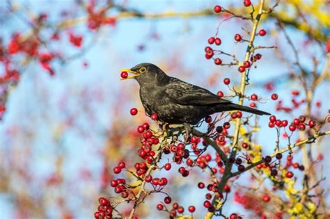 Meet The Birds of the "Twelve Days of Christmas" - Farmers' Almanac