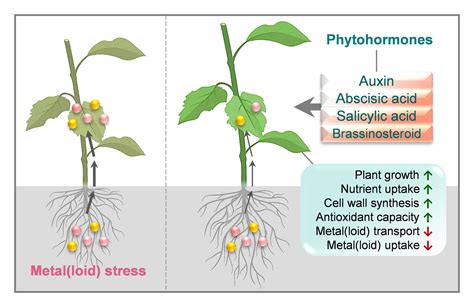 Phytohormones