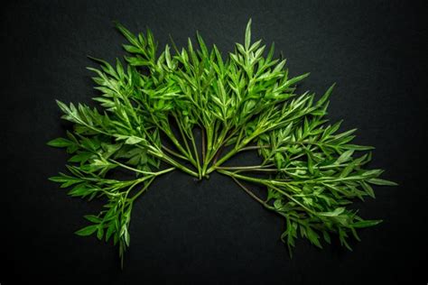 4 Benefits of kenikir leaves, a vegetable that is often eaten as fresh vegetables: uses, side ...