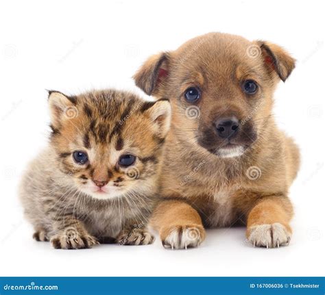 Baby puppy and kitten stock photo. Image of studio, domestic - 167006036