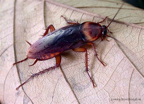 American Cockroach (Flora and Fauna of TAMUCC) · BioDiversity4All