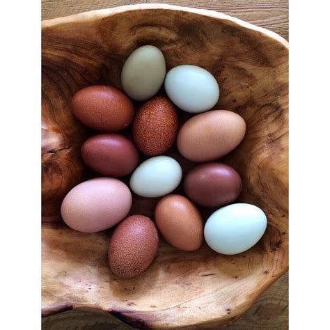 118 best Eggs by Breed images on Pinterest | Eggs, Egg and Backyard chickens