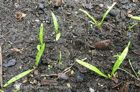 Growing Spinach From Seed: A Step-By-Step Guide For Beginners