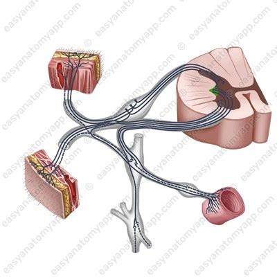 Introduction to spinal nerves – Easy Anatomy 3D