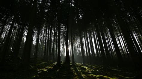 8K Dark Forest Wallpapers - Top Free 8K Dark Forest Backgrounds ...