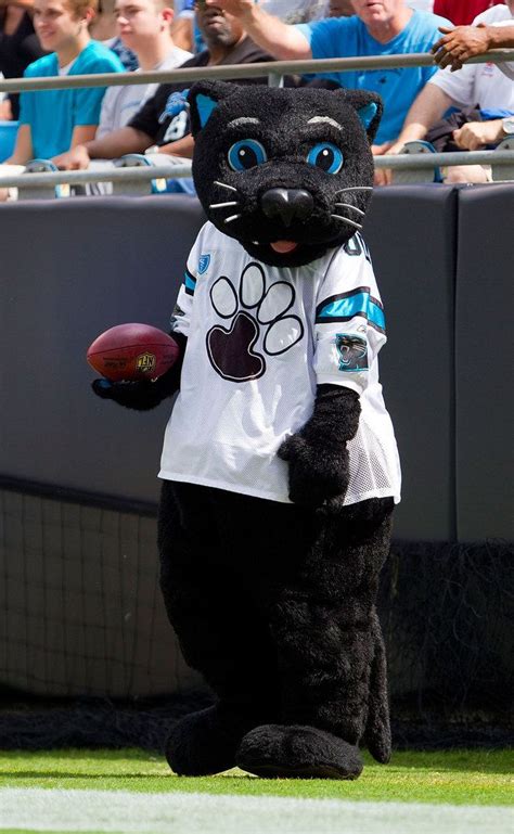 The carolina panthers mascot is absolutely purrfect – Artofit