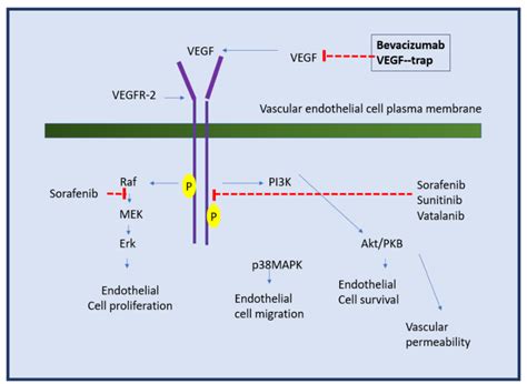 Mechanism of Action of Bevacizumab at the Molecular level | Download ...