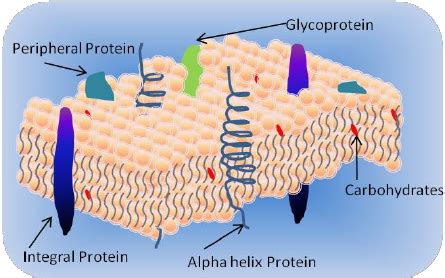 A lipid bilayer membrane (LBM). | Download Scientific Diagram