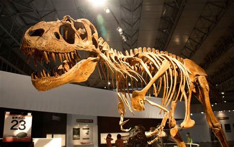 The 10 Types of Dinosaur Bones that Paleontologists Study ...