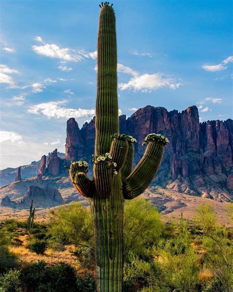 Where to See Saguaro Cactus in Phoenix | Cactus park, Cactus, Saguaro cactus