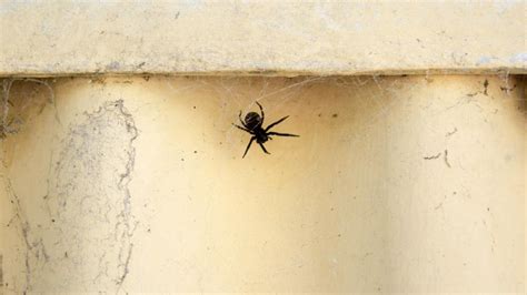 The Black House Spider | Spider Facts