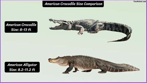 American Crocodile Size: How Big Are They Compared To Others