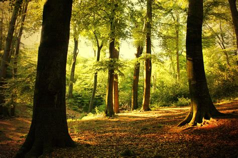 Eastern Deciduous Forests