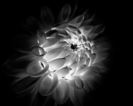 Altering the Mood with Black and White Flower Photography