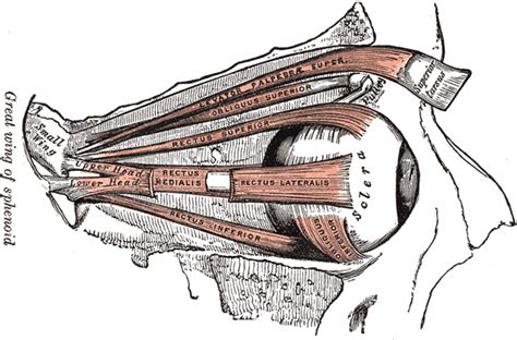 Ocular Motility Conditions - drwong