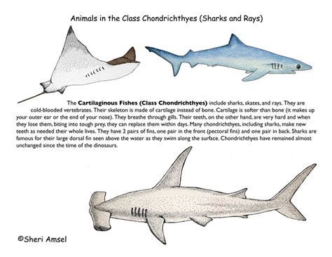 Class - Sharks & Rays - Cartilaginous Fishes (Grade 4+)